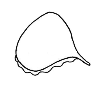 海螺简笔画步骤