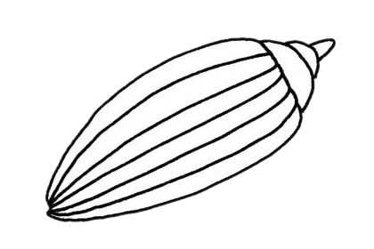 海螺的简单画法(海螺的简单画法视频)