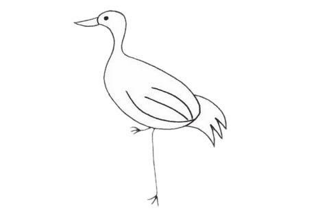超简单的丹顶鹤简笔画(简单又美丽的丹顶鹤)