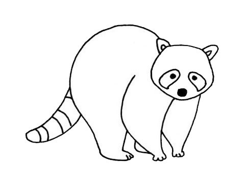 小浣熊儿童简笔画(简笔画小浣熊的画法)