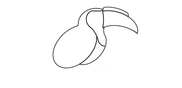 树枝上的犀鸟简笔画步骤