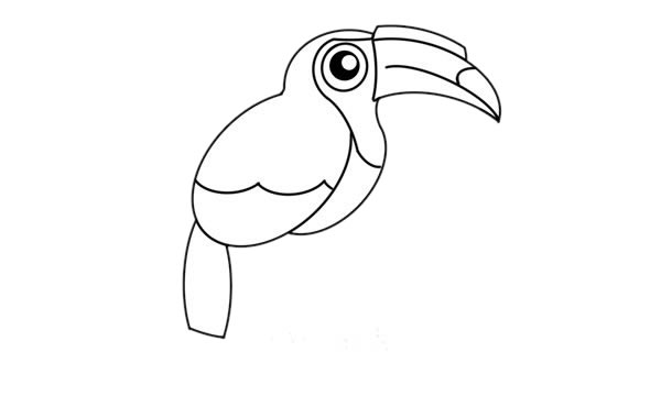 树枝上的犀鸟简笔画步骤