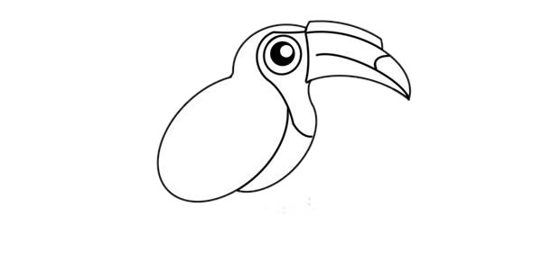 树枝上的犀鸟简笔画步骤