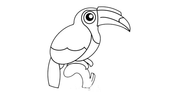 树枝上的犀鸟简笔画步骤