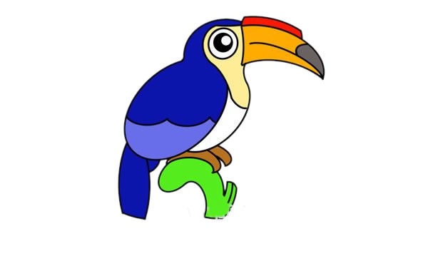 树枝上的犀鸟简笔画步骤