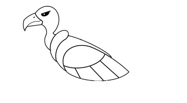 彩色秃鹫简笔画步骤