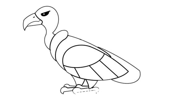 彩色秃鹫简笔画步骤