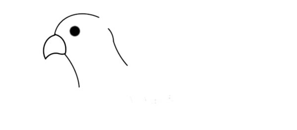 漂亮的彩色鹦鹉简笔画(这只彩色的小鸟比鹦鹉还漂亮)