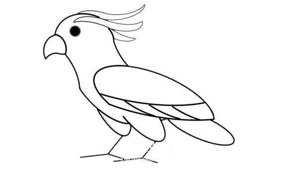 漂亮的彩色鹦鹉简笔画