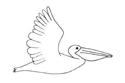 飞翔的鹈鹕简笔画