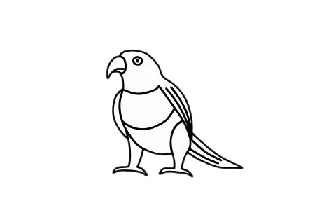 关于鹦鹉的简单画法