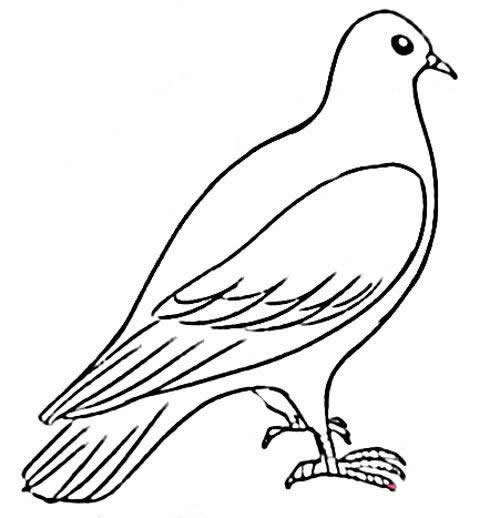 简单的鸽子怎么画(简单的鸽子怎么画的)