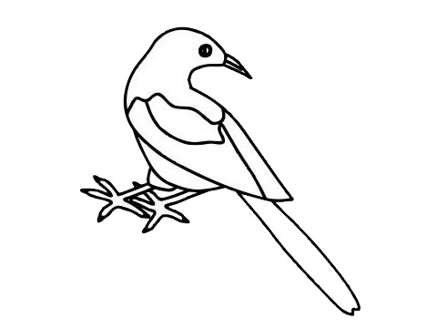 一组喜鹊简笔画图片大全