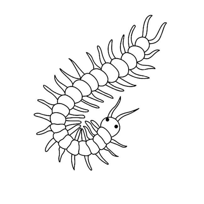 关于蜈蚣的简笔画