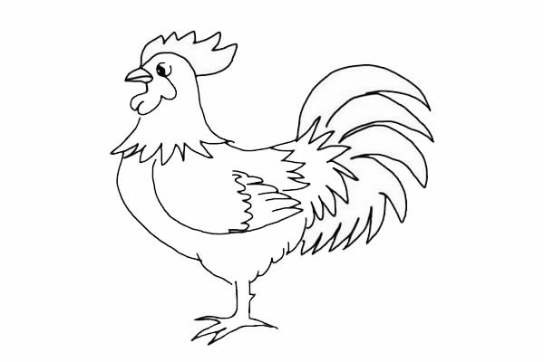 大公鸡简笔画详细步骤