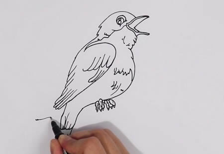 夜莺简笔画带涂色