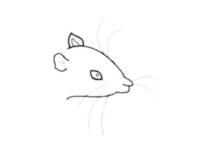 小老鼠简笔画怎么画简单又好看 小老鼠简笔画怎么画简单又好看