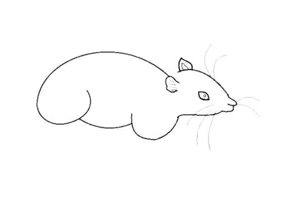 小老鼠简笔画怎么画简单又好看 小老鼠简笔画怎么画简单又好看