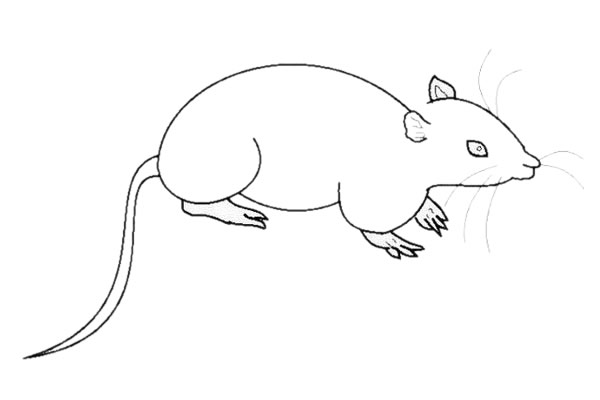 小老鼠简笔画怎么画简单又好看 小老鼠简笔画怎么画简单又好看