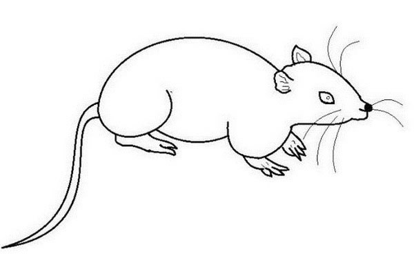 小老鼠简笔画怎么画简单又好看 小老鼠简笔画怎么画简单又好看