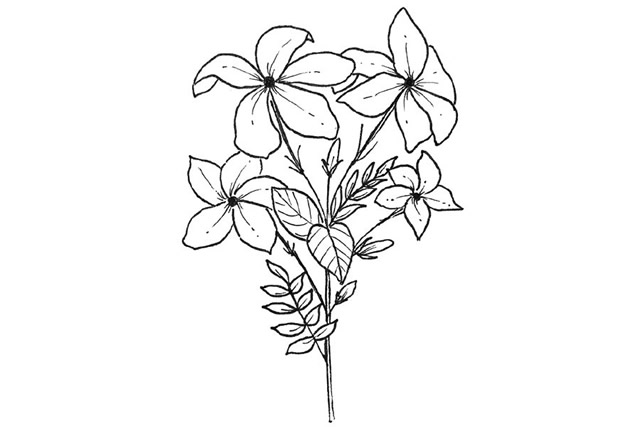 小花怎么画简单又好看