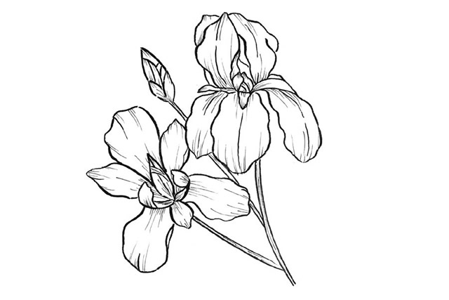 5款漂亮的花朵简笔画