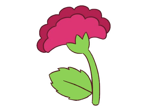 漂亮的鸡冠花简笔画