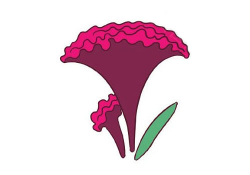 鸡冠花怎么画简单又漂亮