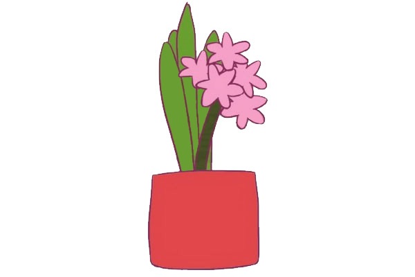 涂色的风信子简笔画