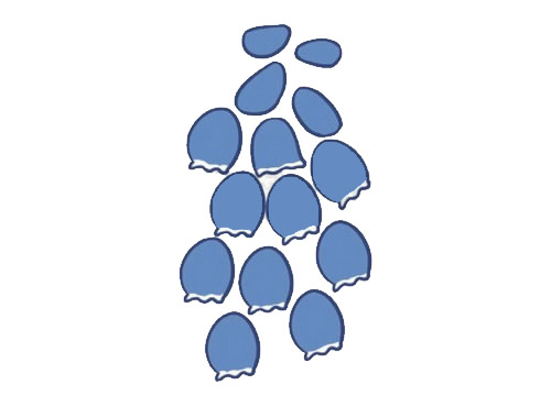 风信子花朵简笔画(风信子怎么画)