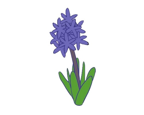 蓝色的风信子简笔画(蓝色风信子怎么画)