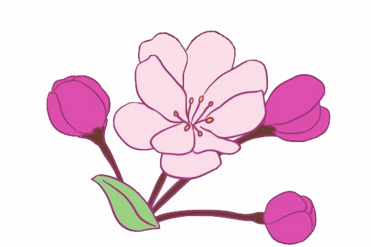 漂亮涂色的海棠花简笔画(海棠花彩色简笔画)