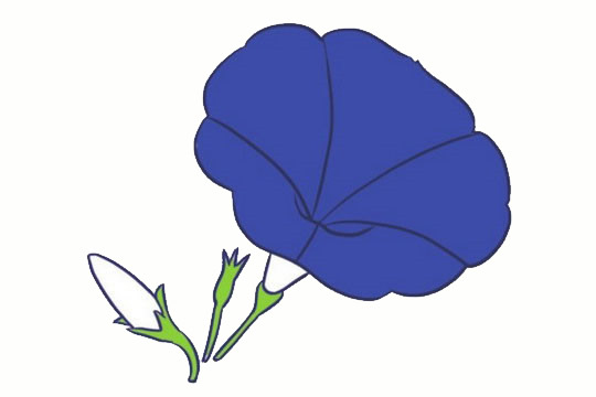 紫色的喇叭花简笔画(紫色的喇叭花简笔画怎么画)