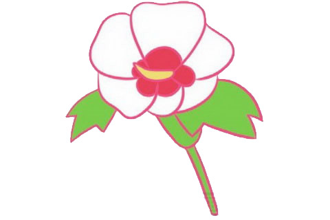 带颜色的木槿花简笔画怎么画？(木槿花的颜色和花型)