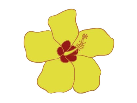 木槿花的花朵简笔画(木槿花的画)