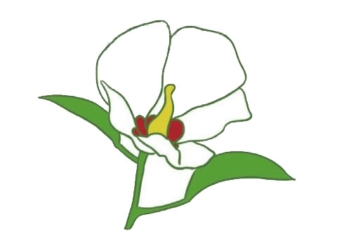 关于木槿花的简笔画(木槿花树简笔画)