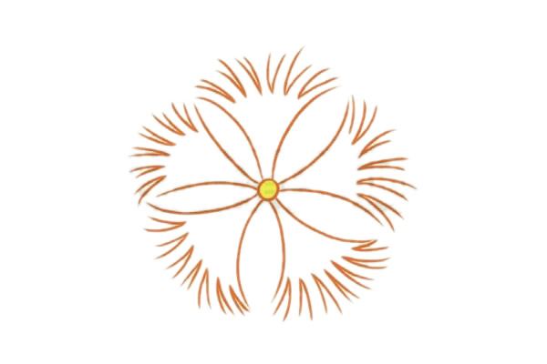 关于石竹花的简笔画(石竹花彩铅画)