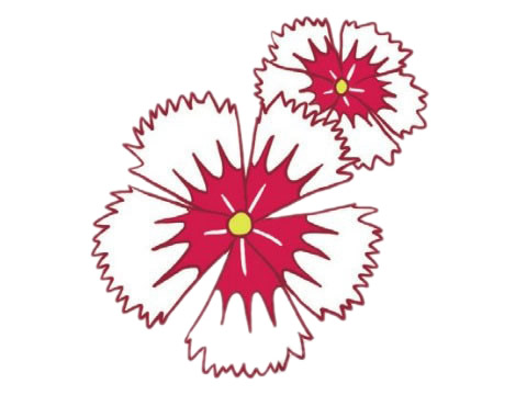 漂亮的石竹花简笔画(石竹花画)