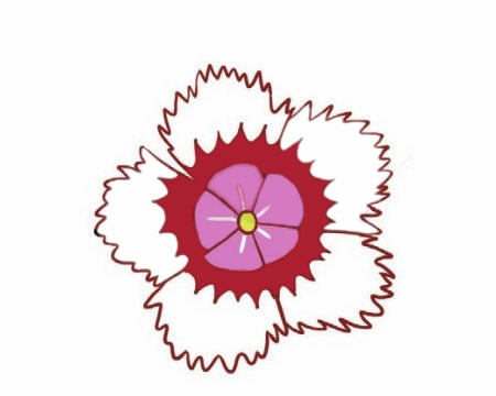 石竹花怎么画简单又好看(石竹花怎么画简笔画)