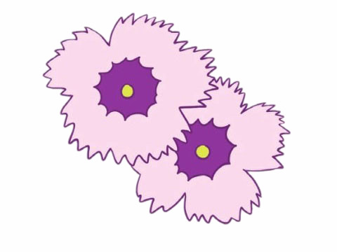 涂色的石竹花简笔画(石竹花彩铅画)