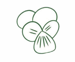 三色堇简笔画步骤教程