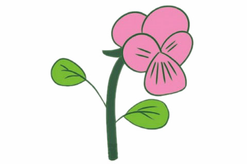 三色堇简笔画步骤教程(三色堇 简笔画)