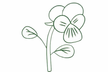 三色堇简笔画步骤教程