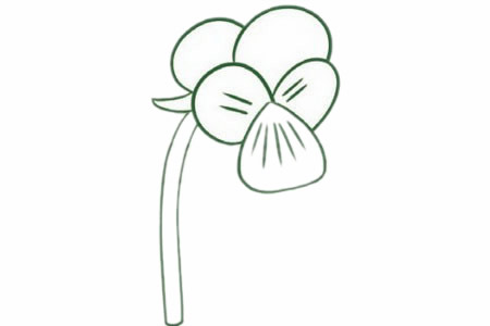 三色堇简笔画步骤教程