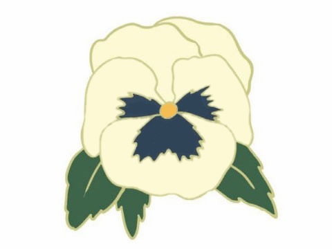 涂色的三色堇简笔画(三色堇 简笔画)