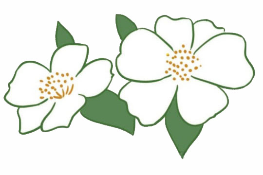 漂亮的荼蘼花简笔画(漂亮的荼蘼花简笔画怎么画)