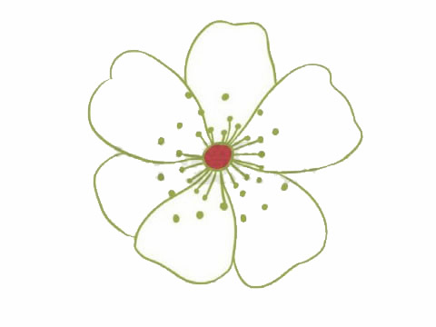 荼蘼花的花朵简笔画(荼蘼花图片 唯美 手绘)