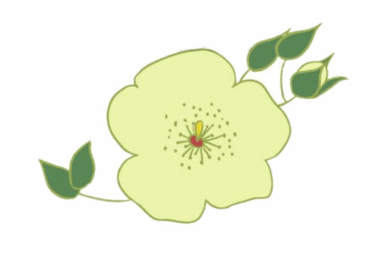 荼蘼花怎么画简单又好看(荼蘼花怎么画简单漂亮)