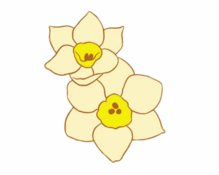 两朵水仙花的简笔画(两朵水仙花的简笔画图片)