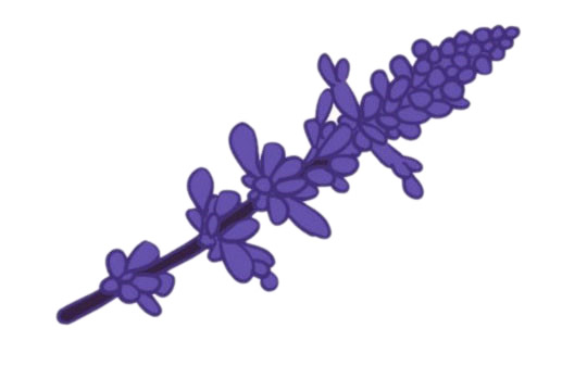 漂亮的薰衣草简笔画(漂亮的薰衣草简笔画图片)